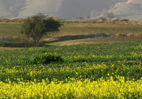 چشمه کوهرنگ
